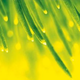 Illustration for article titled Are Plants Really Using Quantum Entanglement In Photosynthesis?